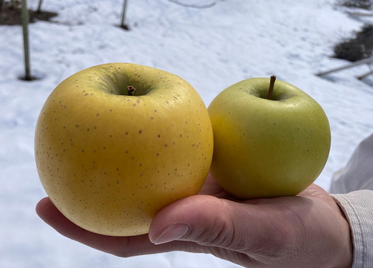 発酵の力で、りんごの搾りかすを除菌スプレーに。「リンゴだった
