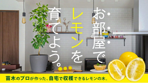 お部屋で育てる「レモンの木」苗木のプロが作るコンパクトなレモンの木 byまるちく