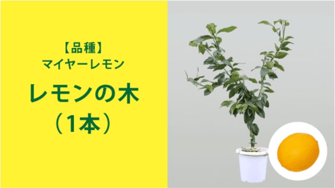 ◾️レモンの木☆ 実付き 楽天市場】レモン 実付きの通販
