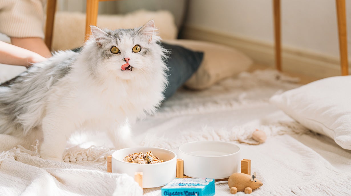 猫専用 牡蠣（かき）缶！小粒で食べやすい、贅沢スープ仕様の