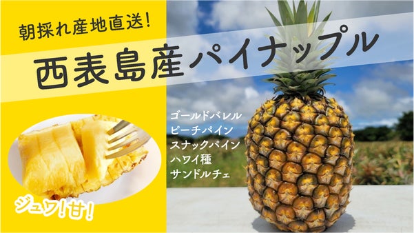 太陽の申し子【ゴールドバレル】第二弾！貴重な高級パインを西表島からお届けします！