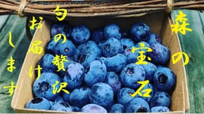 【第３弾】摘みたて大粒ブルーベリー&ブラックベリー。頬張る贅沢をお届けします！