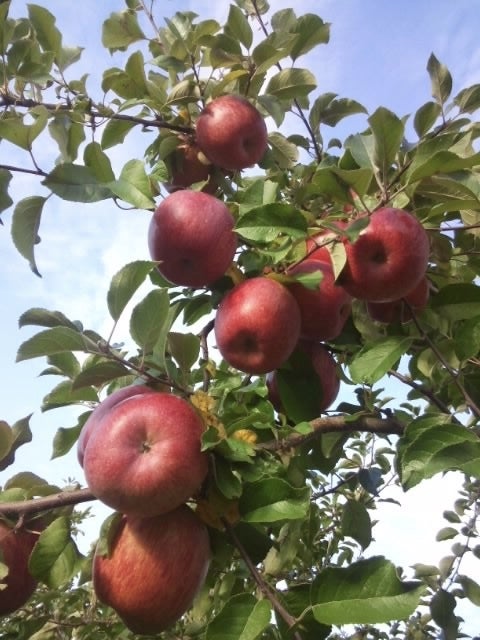 普通の林檎には戻れない。樹上完熟栽培で作られた香り漂う蜜の味「も