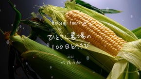 ひとさじ農場の100日とうきび【2023・六花の畑】北海道朝もぎ直送とうもろこし