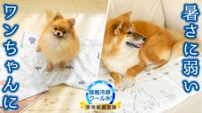 【好評2弾】5重ガーゼでより冷たい、乗るだけひんやり。ワンちゃん冷感クールマット