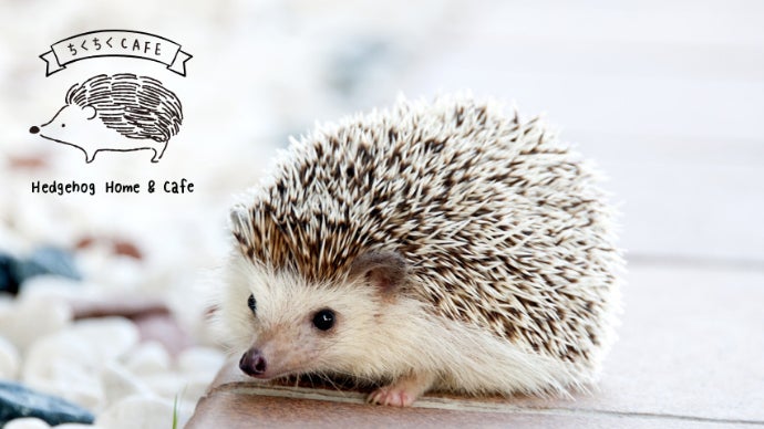 ハリネズミのかわいさ×ドールハウスの世界観に癒される「ちくちく