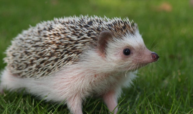 ハリネズミのかわいさ×ドールハウスの世界観に癒される「ちくちく