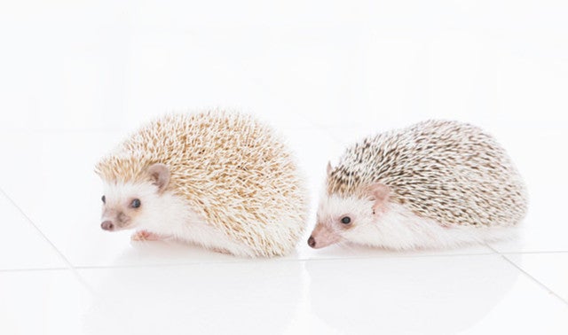 ハリネズミのかわいさ×ドールハウスの世界観に癒される「ちくちく