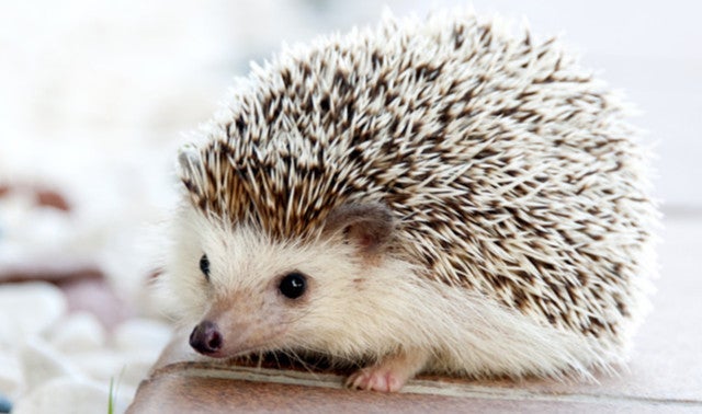 ハリネズミのかわいさ×ドールハウスの世界観に癒される「ちくちく