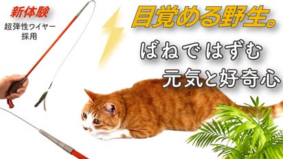 【Cat lovers】猫じゃらし ６点まとめて 天然素材 おまけ棒紐付 Amazon.co.jp: 猫おもちゃ ペットおもちゃ 猫じゃらし 首輪 羽棒