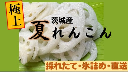 夏限定の贅沢。茨城で育てられた極上「夏れんこん」を朝堀り、氷詰めで