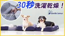 大好評第2弾！流水で洗えばOK！枕職人が開発した【完全丸洗いできる】ペットベッド