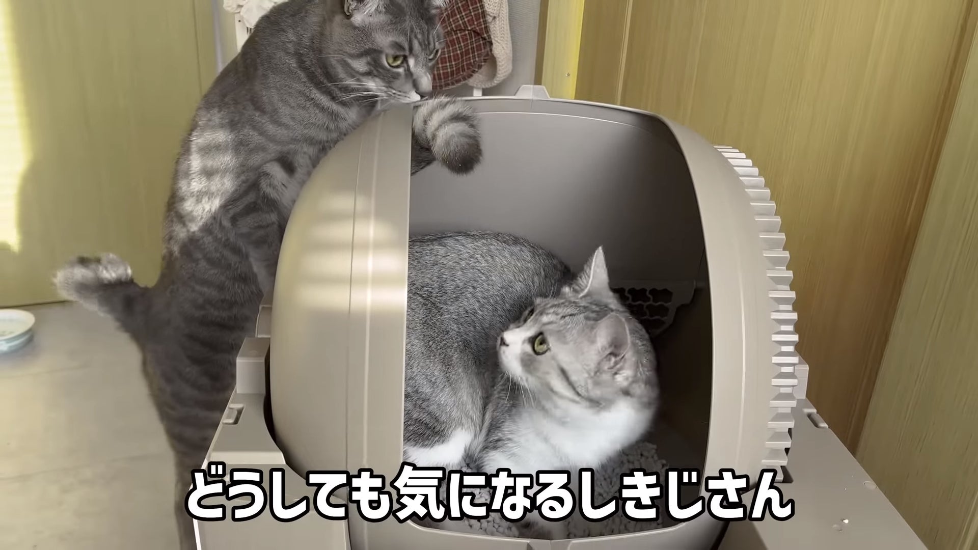 林檎@断捨離中！猫用トイレ 自動クリーニング機能付き　新品未開封！グレー 猫ちゃんに心地よいトイレ空間！自動梱包・徹底消臭・全自動猫トイレ