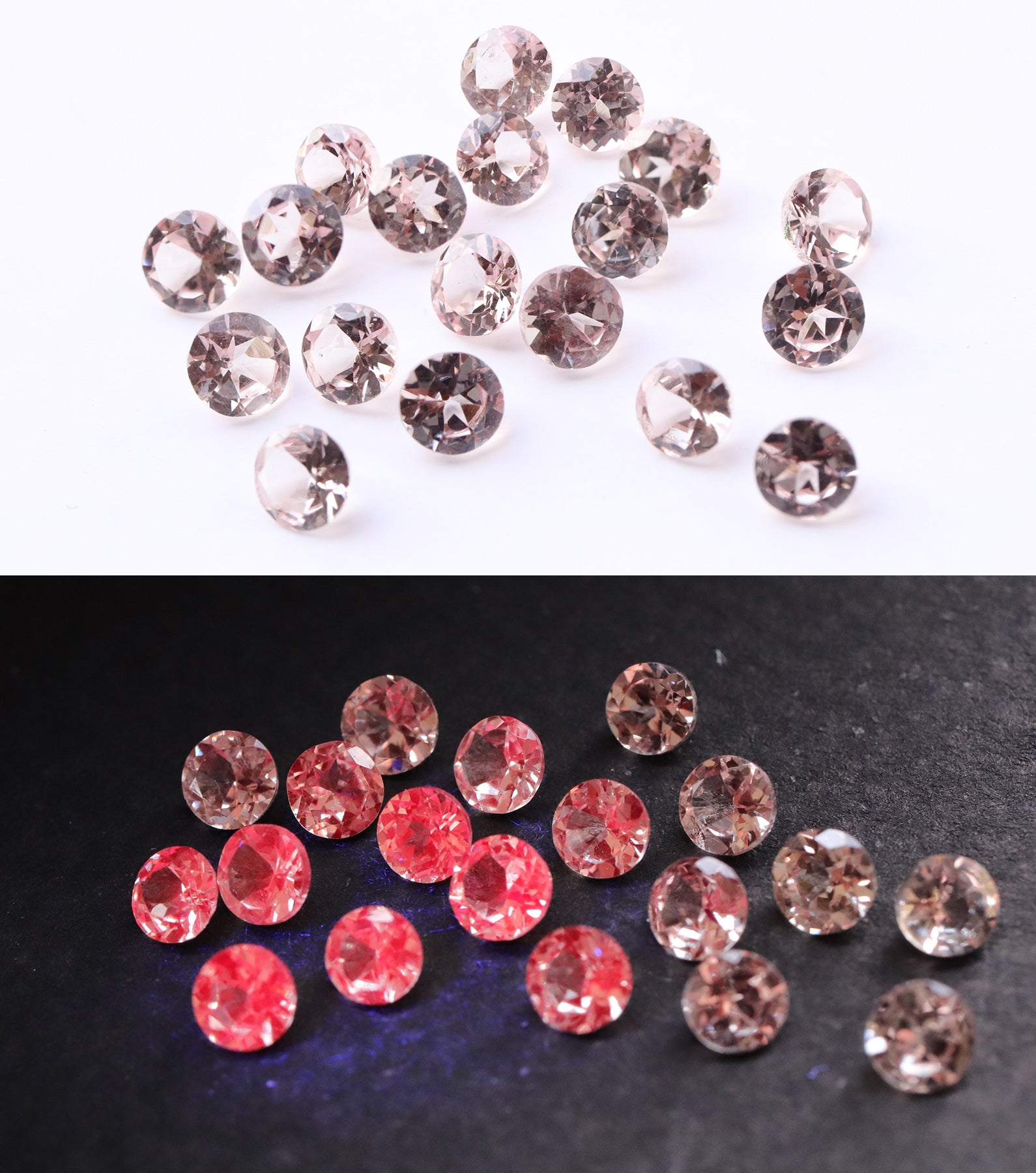 UVライトで赤く強蛍光】アメリカで話題！色が変化する希少なドラゴン