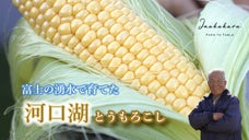限定2000本！92歳ベテラン農家小河原さんの甘さ引き立つ富士河口湖とうもろこし