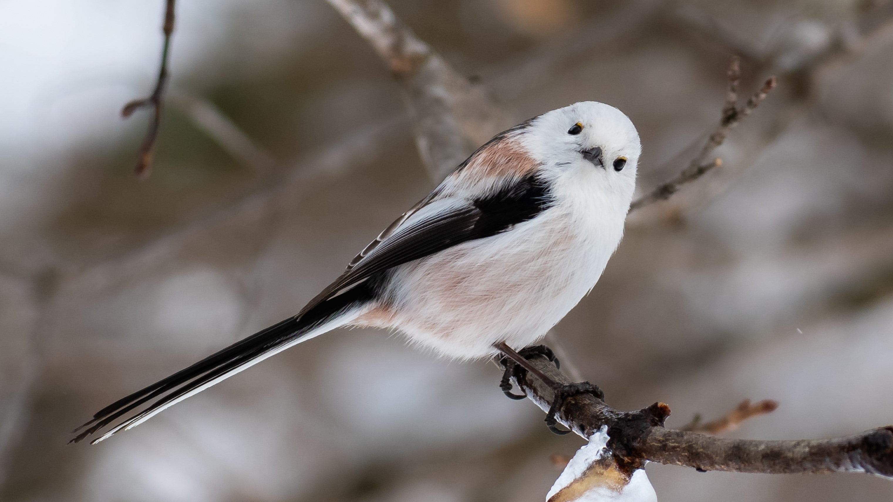 北海道の美しさをカタチに。シマエナガ、マリモのジュエリー｜マクアケ