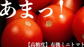 【難易度MAX！】高糖度有機ミニトマト栽培にななころび野菜が挑戦！今秋&rdquo;初&rdquo;出荷