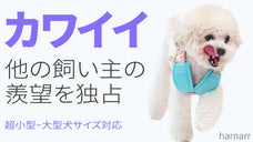 気道を押さない優しいハーネスでゴホゴホしない散歩をサポート！【harnarr】