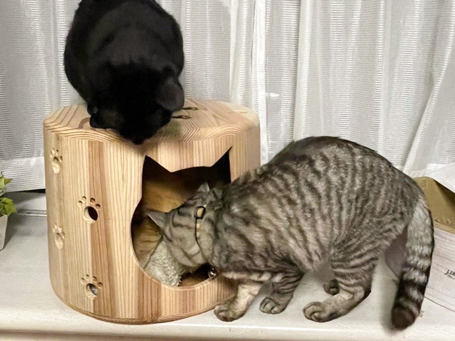 なめらかな触り心地、創業108年の桶樽屋が手がける「ねこハウス