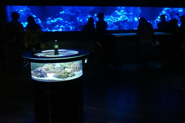 海水魚眺めてリラックス。究極の癒やし系テーブルバーズアイ水槽「宙