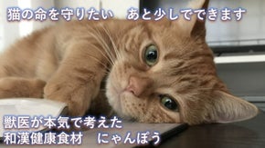 パパママ僕はずっと一緒にいたいんだ ・北里大学名誉教授と作る猫の栄養食にゃんぽう