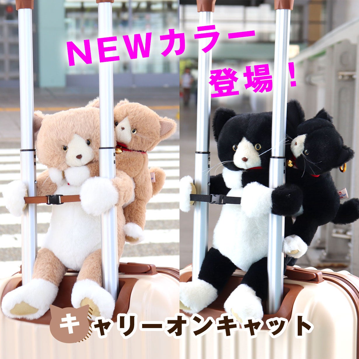 テディキャット アンティークレースのおしゃれ猫ちゃん(=^x