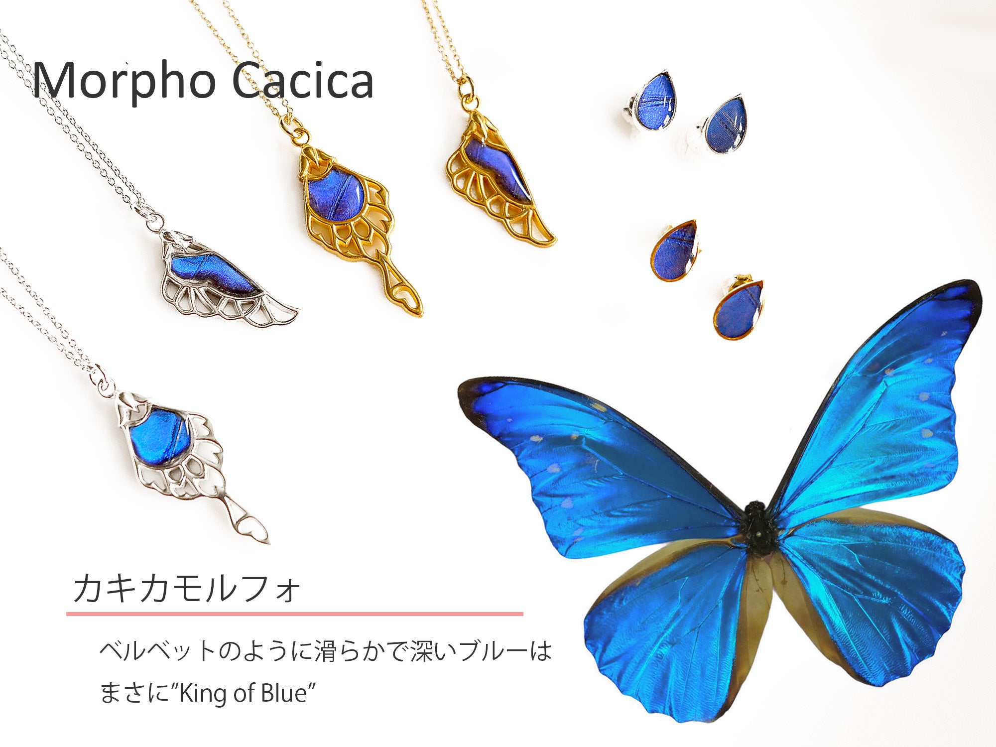 神秘的な青い蝶「モルフォ」を身にまとう、奇跡のバタフライジュエリー