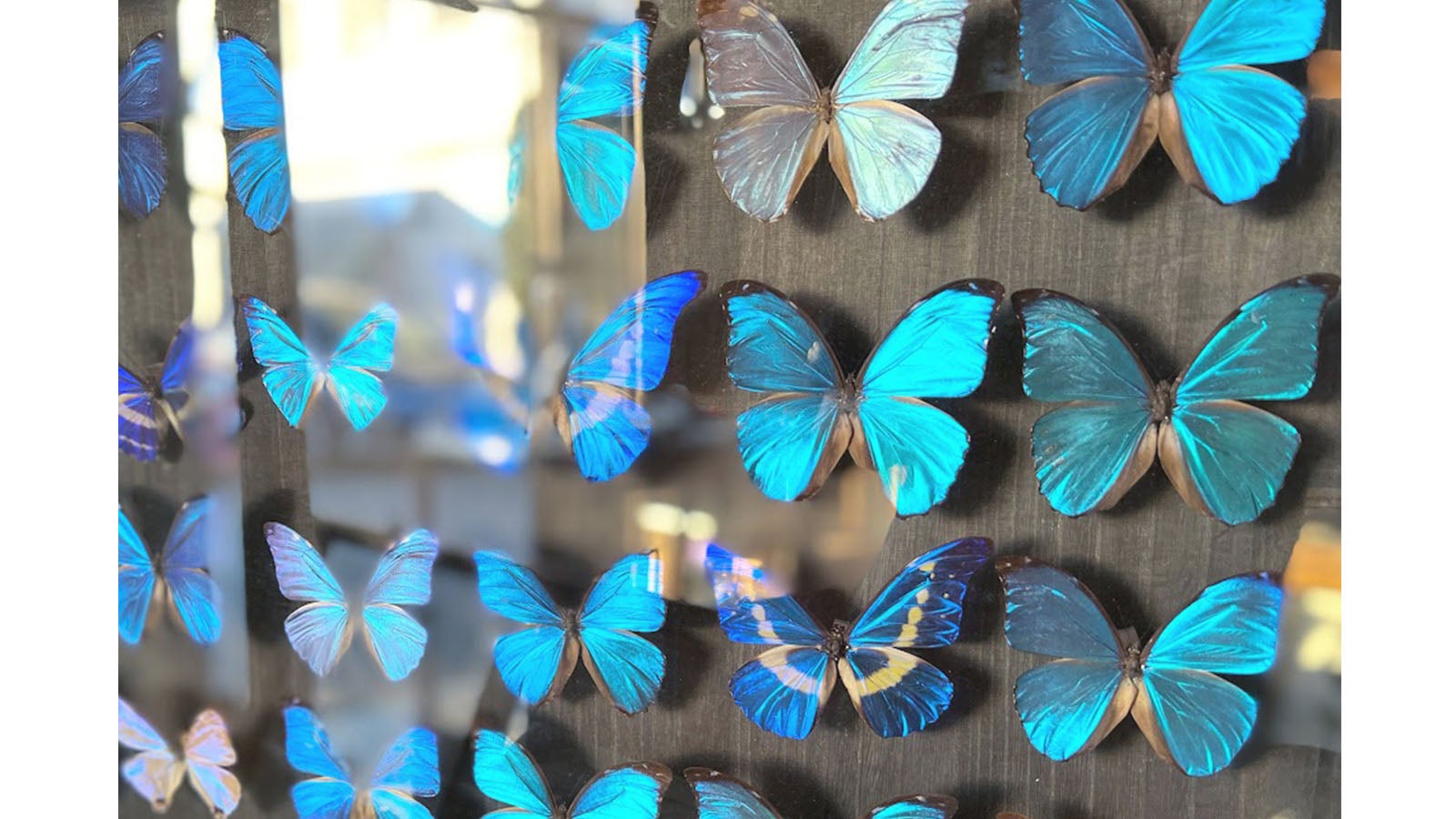 神秘的な青い蝶「モルフォ」を身にまとう、奇跡のバタフライジュエリー