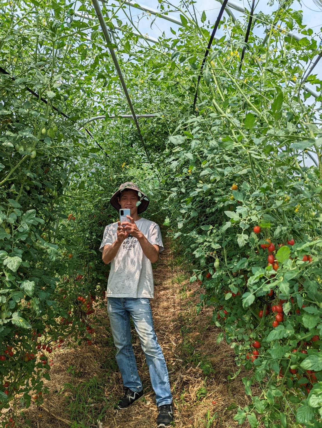 限定生産】最優秀賞ミニトマトを作った博士が、“日本一”のトマト