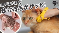 一日に一回のブラッシングで 毛のケアまでOK！ ブラッシングでお風呂も簡単に!