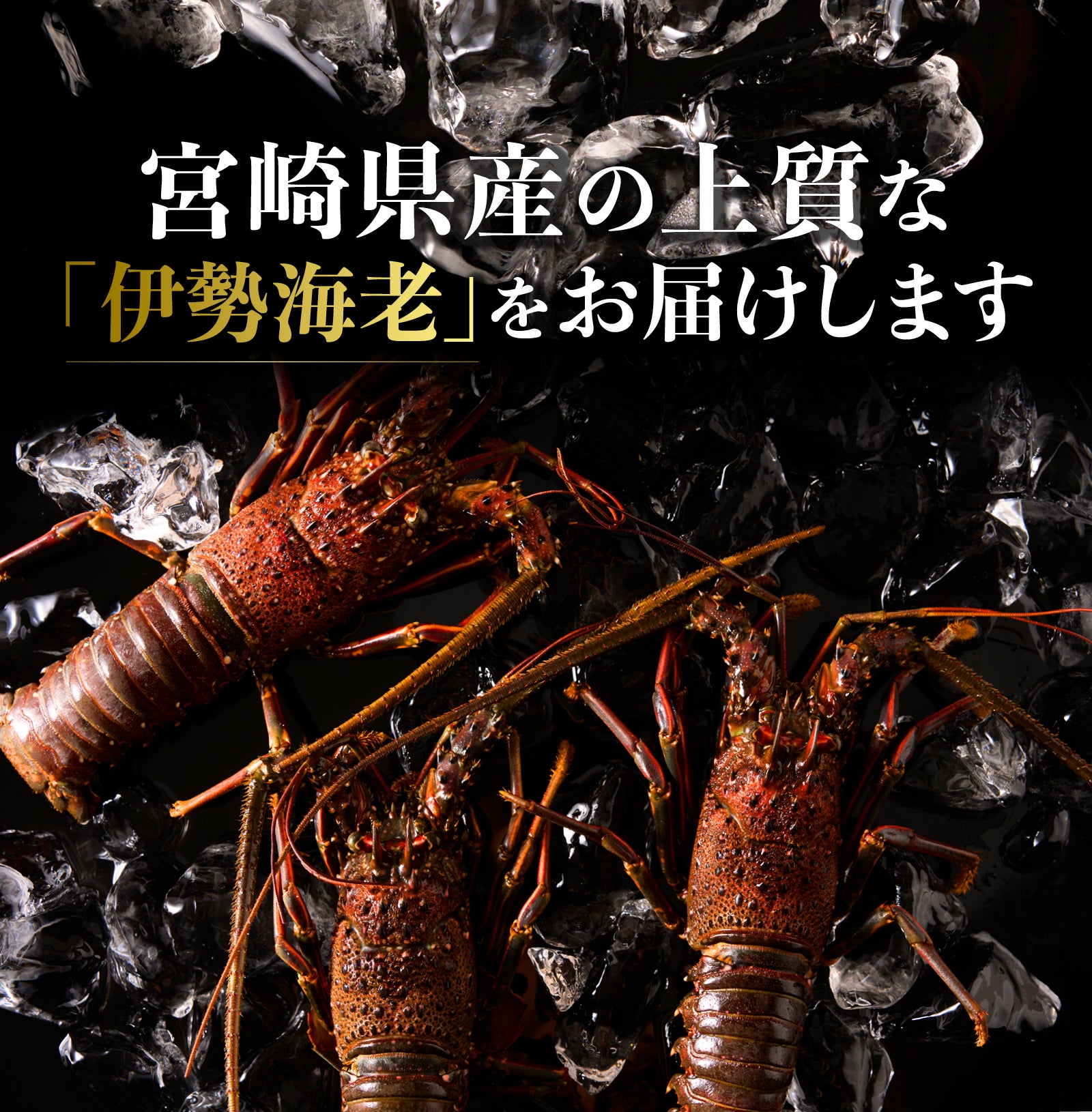 伊勢海老漁が9月遂に解禁！】今年初の伊勢海老を漁師から活きたままお