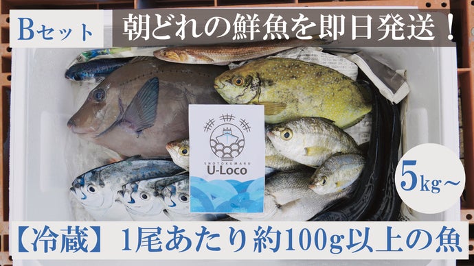 漁師厳選】市場ではお目にかかれない魚を朝どれの状態で冷凍加工・発送