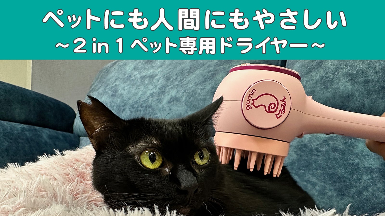 ペットのお手入れを習慣化！ペット専用ブラッシングドライヤー