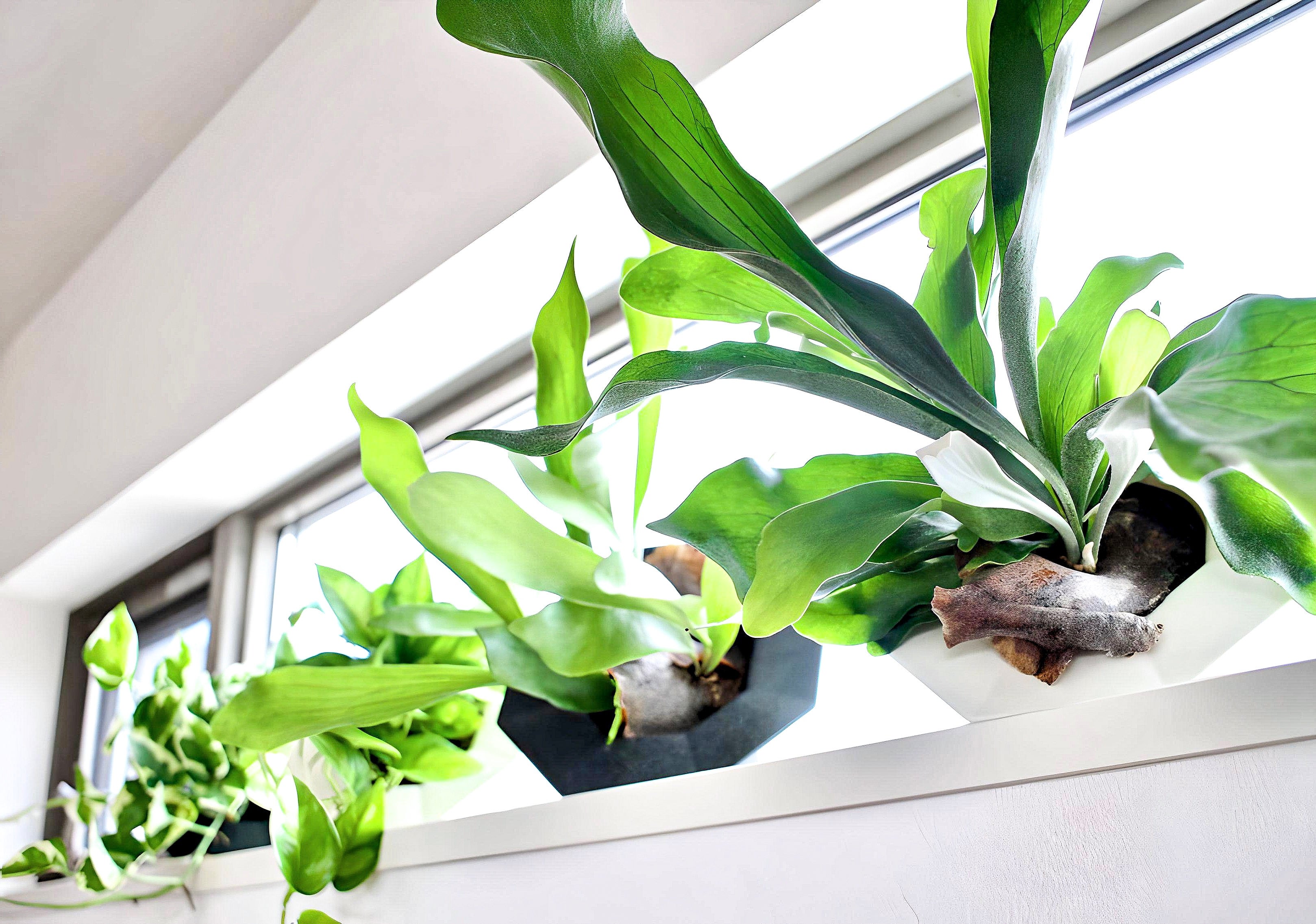 観葉植物を”傾けて”美しい角度で飾れる！新感覚のフラワーポットBIKAKU