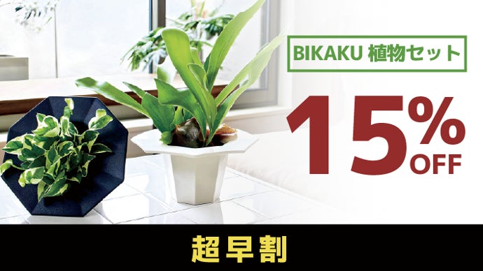 ヒカゲヘゴ　苗木　6号ポット　レア観葉植物　風水　古代植物　　リラックス効果 ヒカゲヘゴ 苗木 6号ポット レア観葉植物 風水 古代植物 リラックス効果