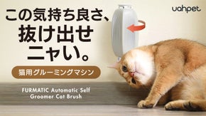 【猫が近づくと自動でブラッシング】いい香りに誘われて体スリスリ、グルーミングケア