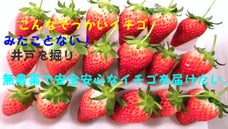 甘くてでっかいイチゴをつくりたい！井戸掘り大作戦！