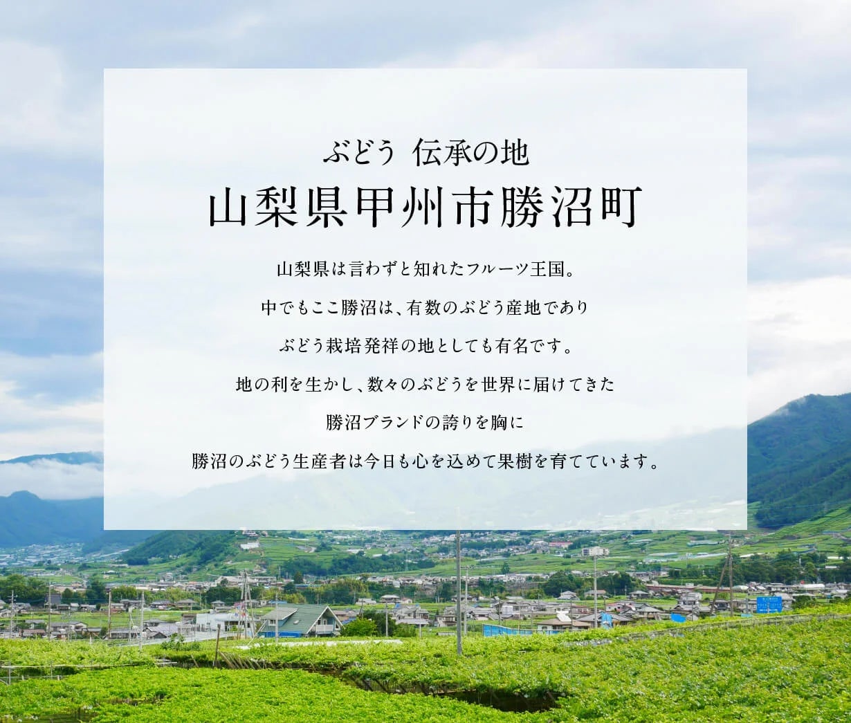 フルーツ王国】山梨・勝沼に果樹園を拓いて50年。ぶどう狩り体験＆宿泊