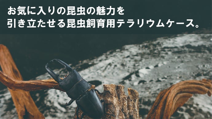 趣味の世界をさらに追求！お気に入りのクワガタをこだわりのテラリウム