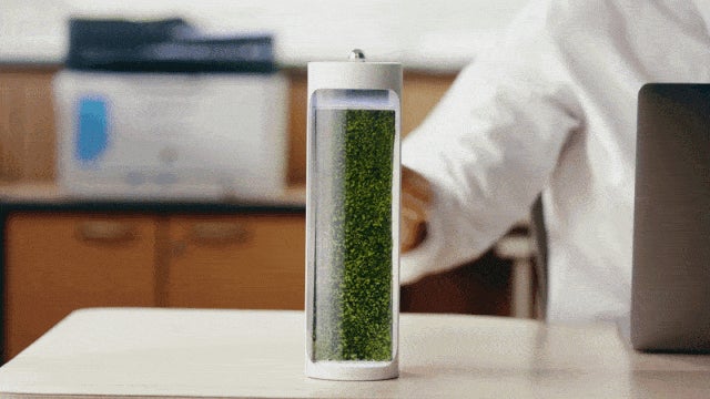 究極のサステナブル！コケの力で森林浴気分が味わえる！テラリウム風