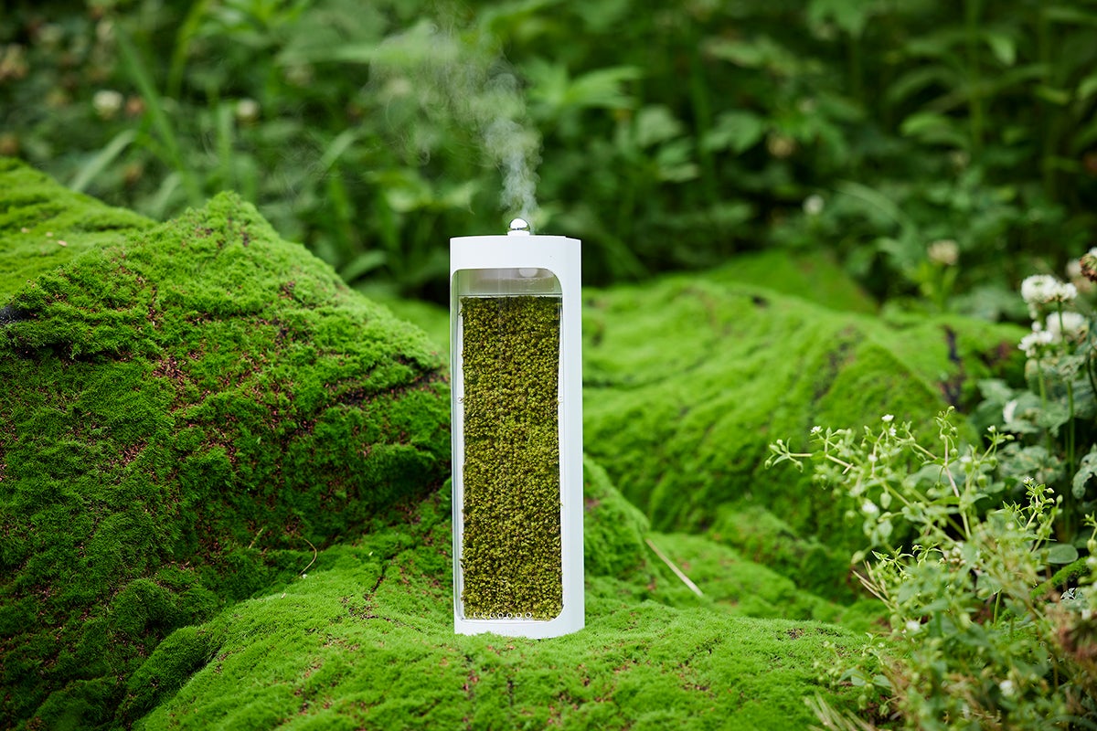 究極のサステナブル！コケの力で森林浴気分が味わえる！テラリウム風