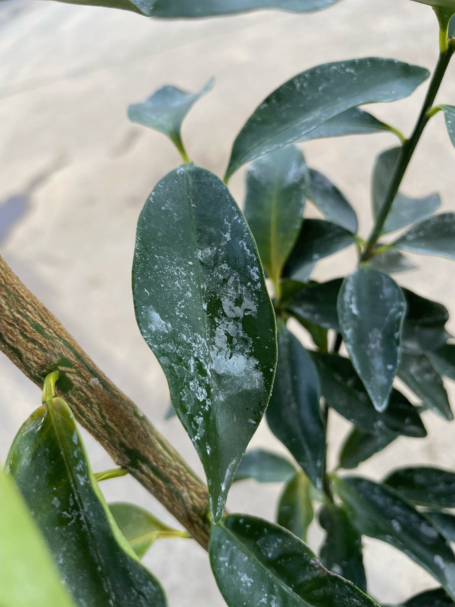 お部屋で育てる「金柑の木」苗木のプロが作るコンパクトな金柑の木 by