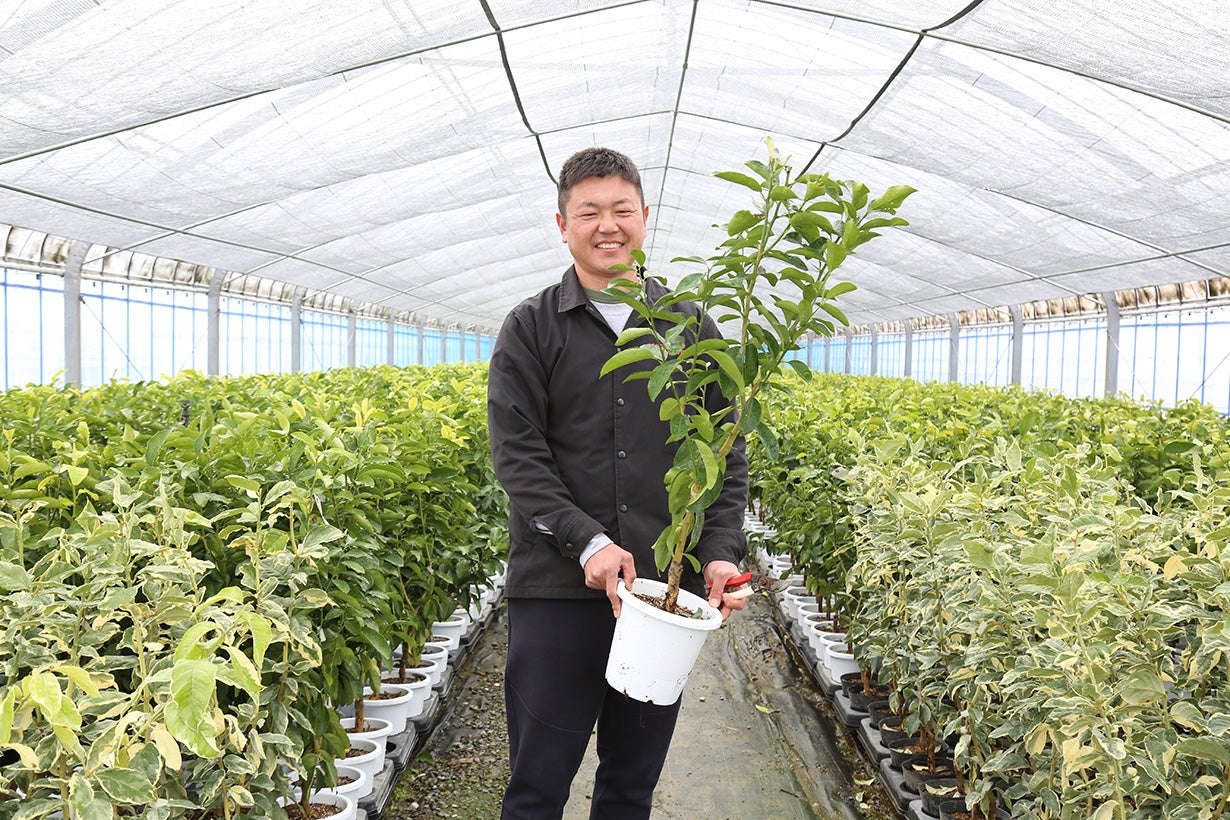 無農薬 金柑苗木 大株 果樹 無農薬 金柑苗木 大株 果樹