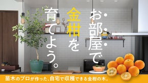 お部屋で育てる「金柑の木」苗木のプロが作るコンパクトな金柑の木 byまるちく
