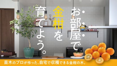 お部屋で育てる「金柑の木」苗木のプロが作るコンパクトな金柑の木 by