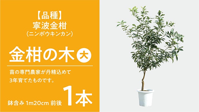お部屋で育てる「金柑の木」苗木のプロが作るコンパクトな金柑の木 by