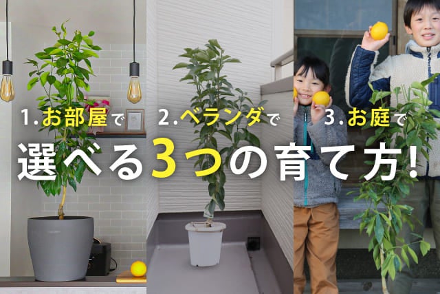 ◾️レモンの木☆ 実付き 楽天市場】《 実付き 》 レモン の木『 トゲなしレモン 』 接ぎ木 6号
