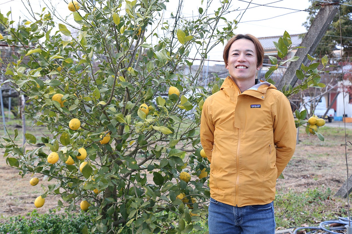 実付き！お部屋で育てる「レモンの木」苗木のプロが作るレモンの木 by