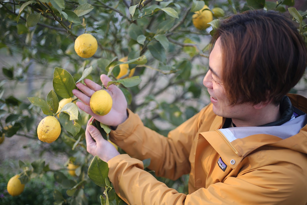 実付き！お部屋で育てる「レモンの木」苗木のプロが作るレモンの木 by