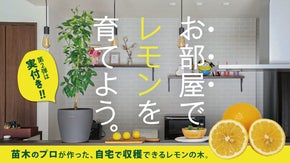 実付き！お部屋で育てる「レモンの木」苗木のプロが作るレモンの木 byまるちく